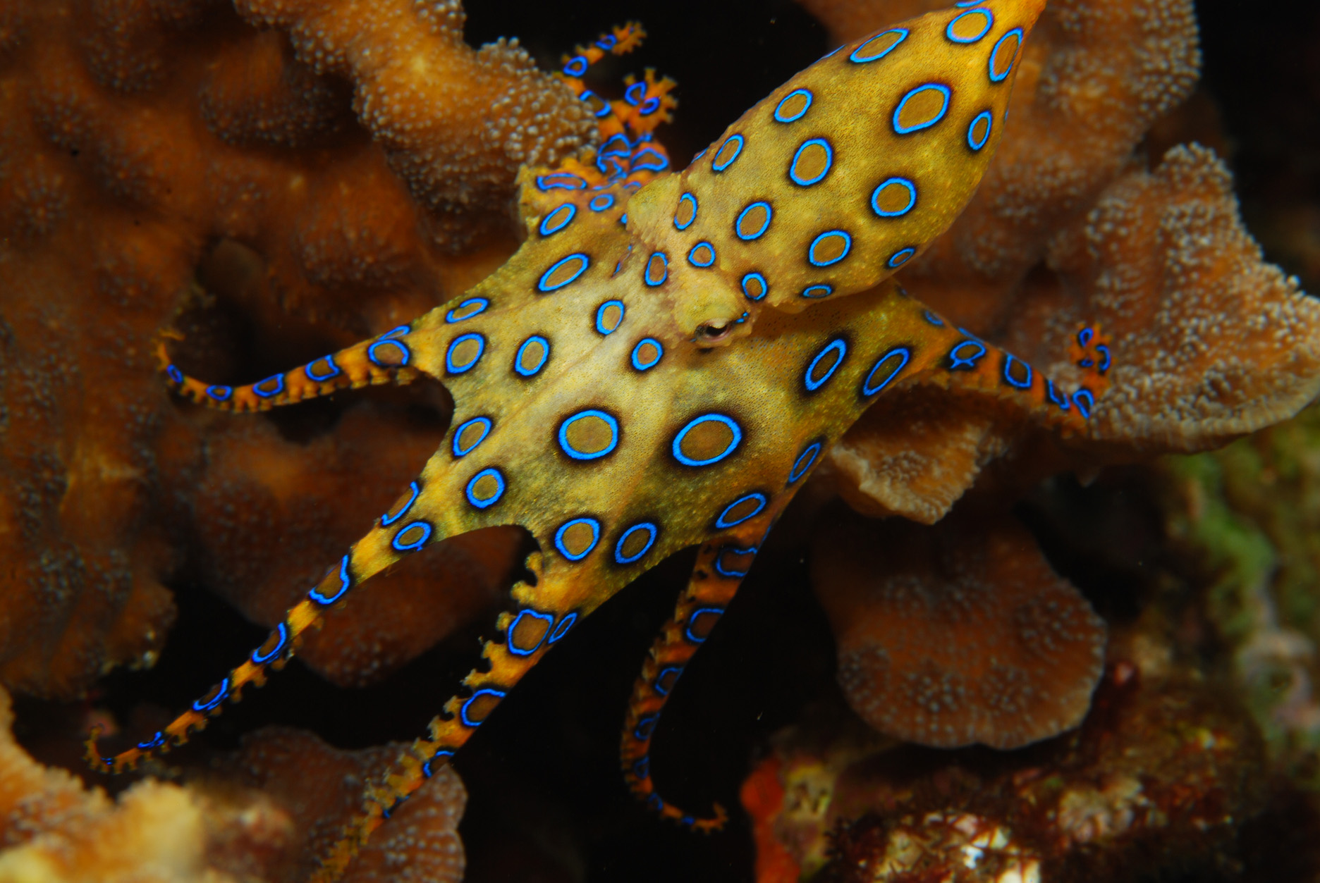 HD Quality Wallpaper | Collection: Animal, 1872x1253 Blue Ringed Octopus