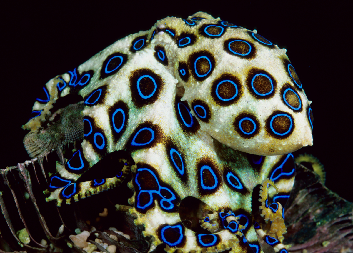 Blue Ringed Octopus Backgrounds, Compatible - PC, Mobile, Gadgets| 1200x860 px