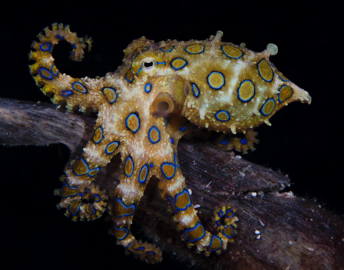 Blue Ringed Octopus Backgrounds on Wallpapers Vista