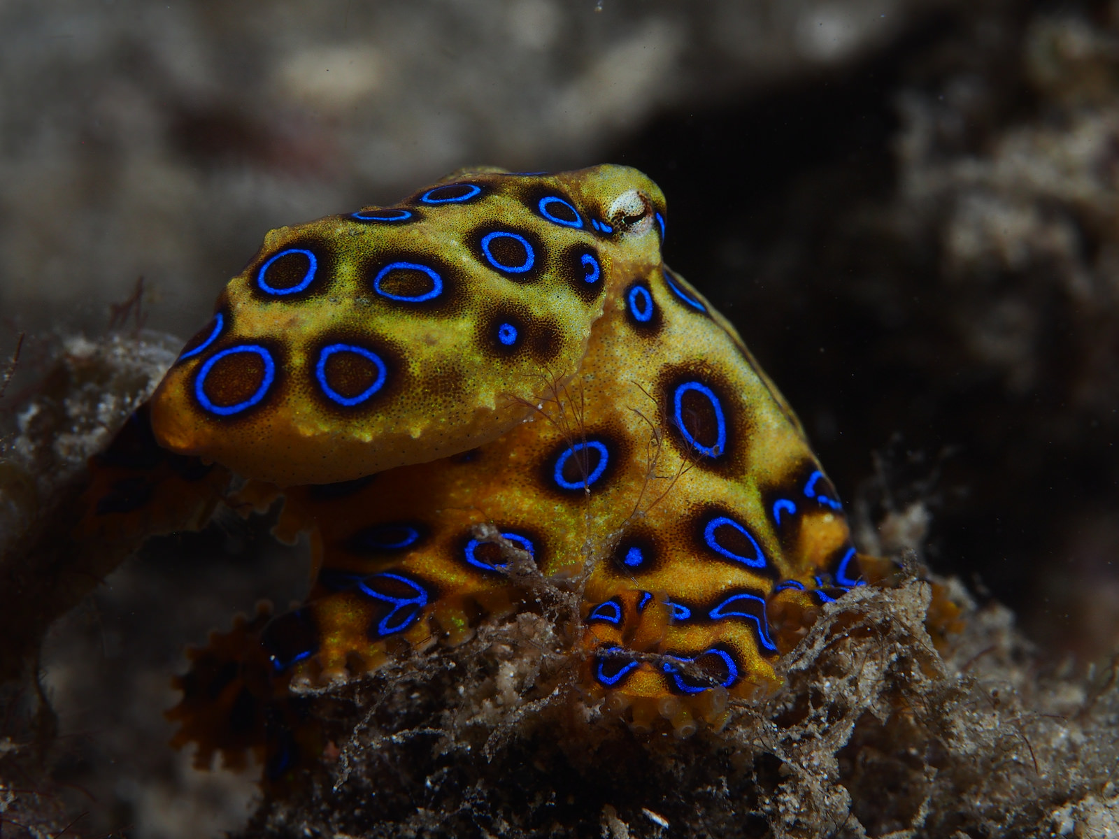 Images of Blue Ringed Octopus | 1600x1200