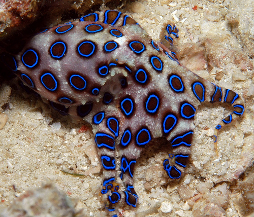 Blue Ringed Octopus High Quality Background on Wallpapers Vista