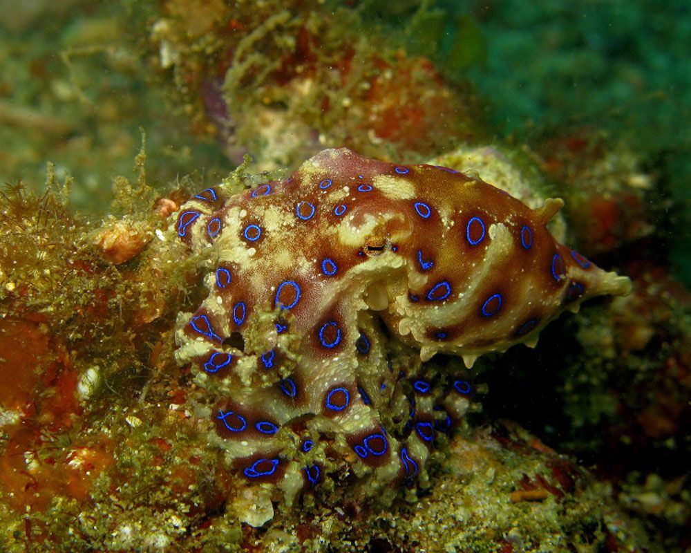 HD Quality Wallpaper | Collection: Animal, 1000x800 Blue Ringed Octopus