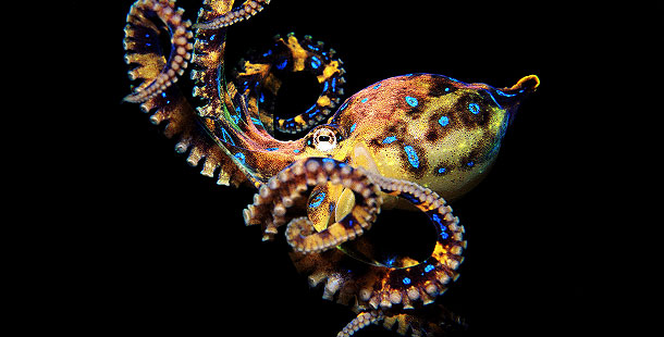 Nice Images Collection: Blue Ringed Octopus Desktop Wallpapers