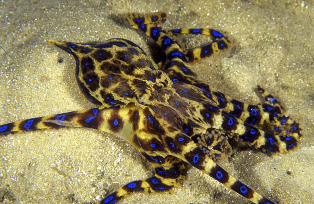 HD Quality Wallpaper | Collection: Animal, 1000x650 Blue Ringed Octopus