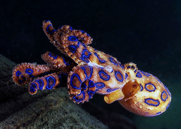 Blue Ringed Octopus High Quality Background on Wallpapers Vista
