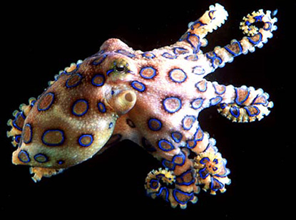 Blue Ringed Octopus Backgrounds, Compatible - PC, Mobile, Gadgets| 415x309 px
