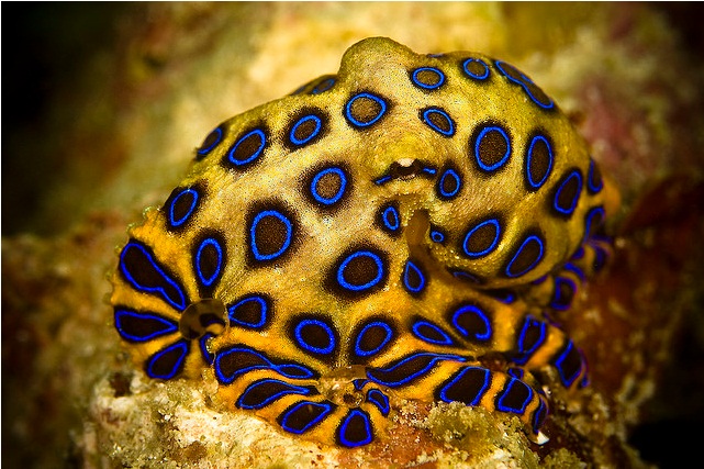 Nice Images Collection: Blue Ringed Octopus Desktop Wallpapers