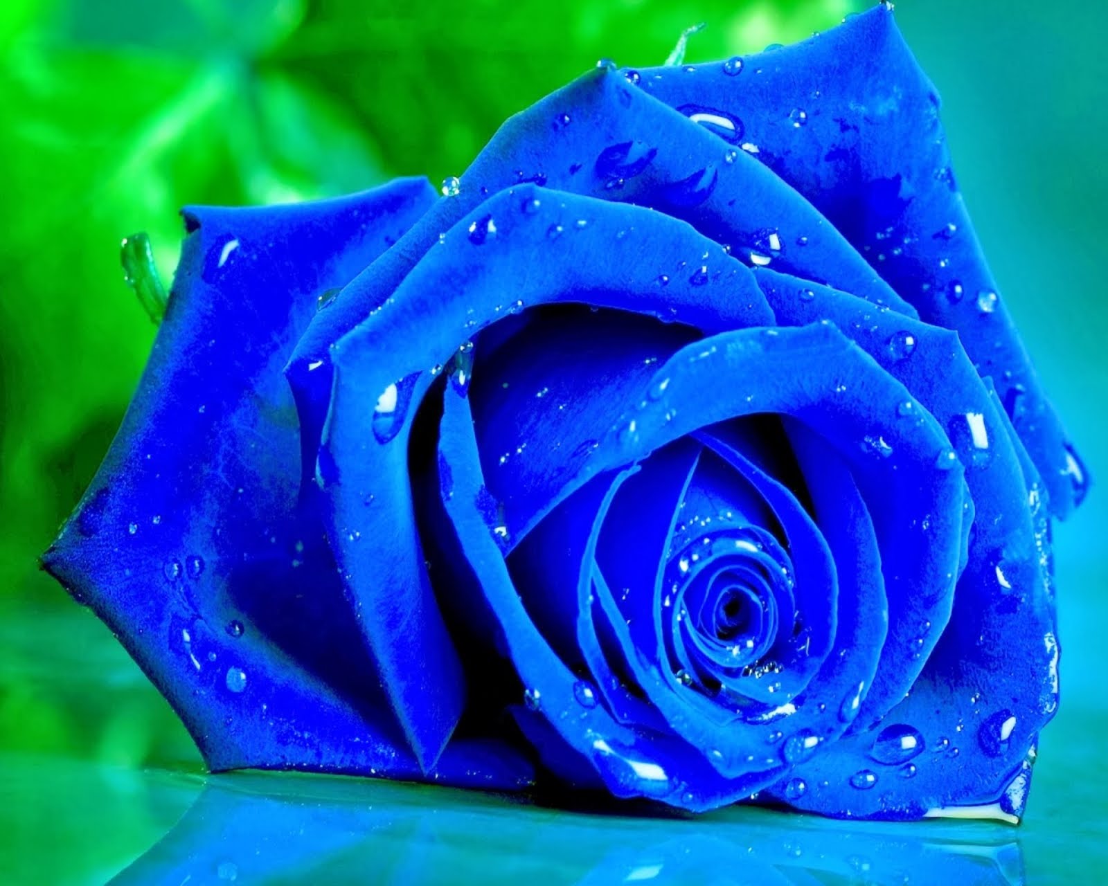 Blue Rose #20