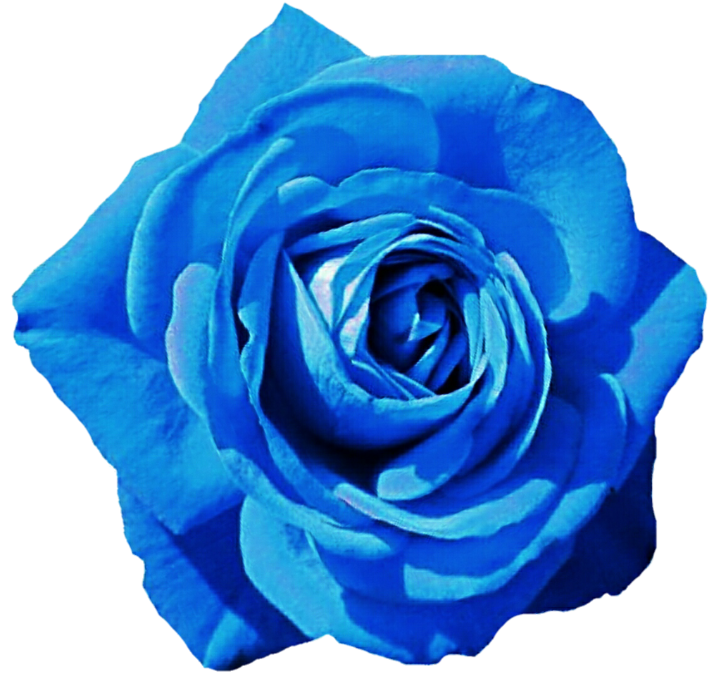 Blue Rose #14