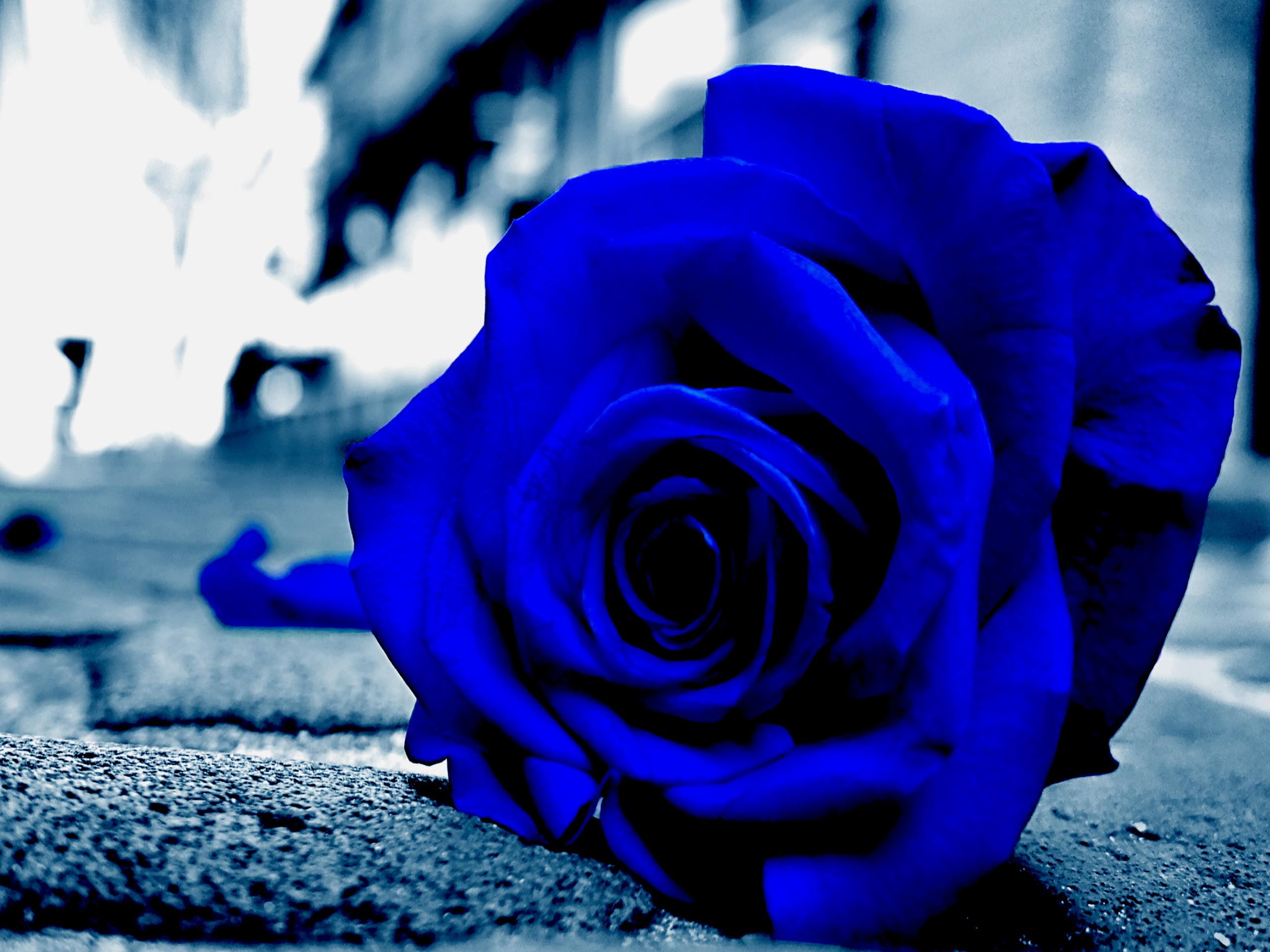 Blue Rose wallpapers Video Game HQ Blue Rose pictures 4K Wallpapers 