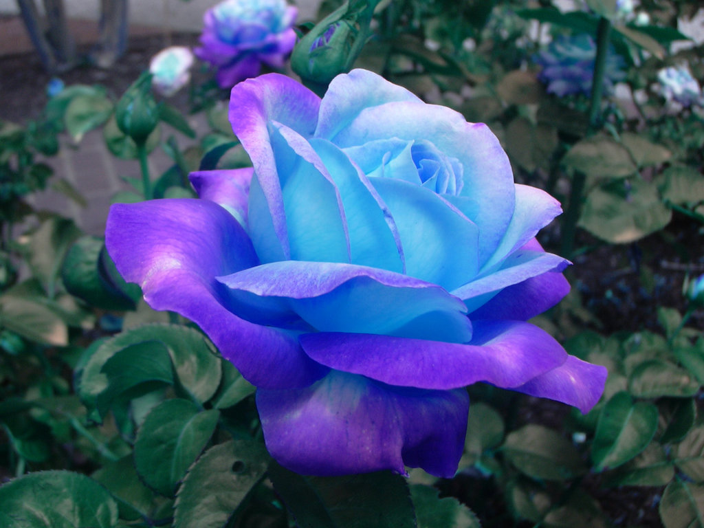 Images of Blue Rose | 1024x768
