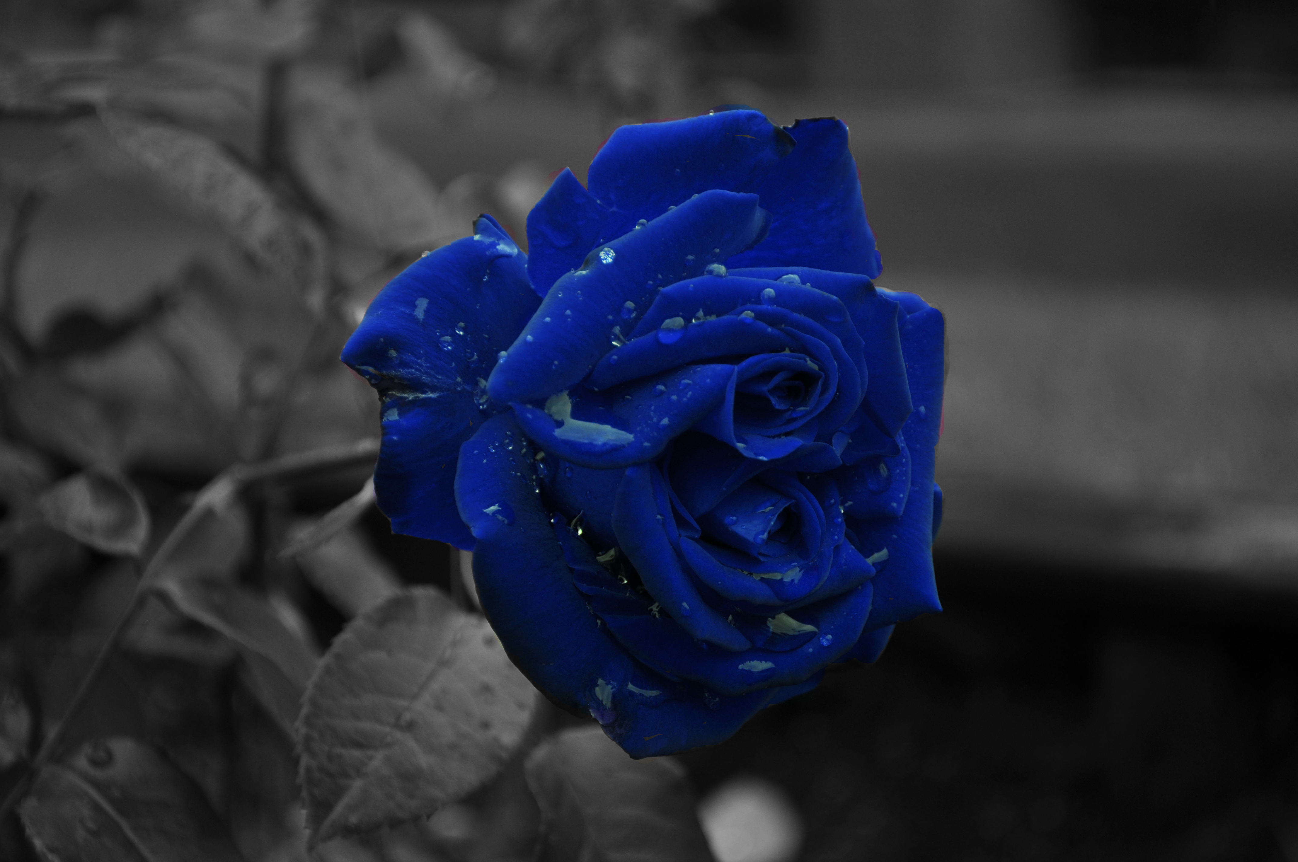 HD Quality Wallpaper | Collection: Video Game, 4288x2848 Blue Rose
