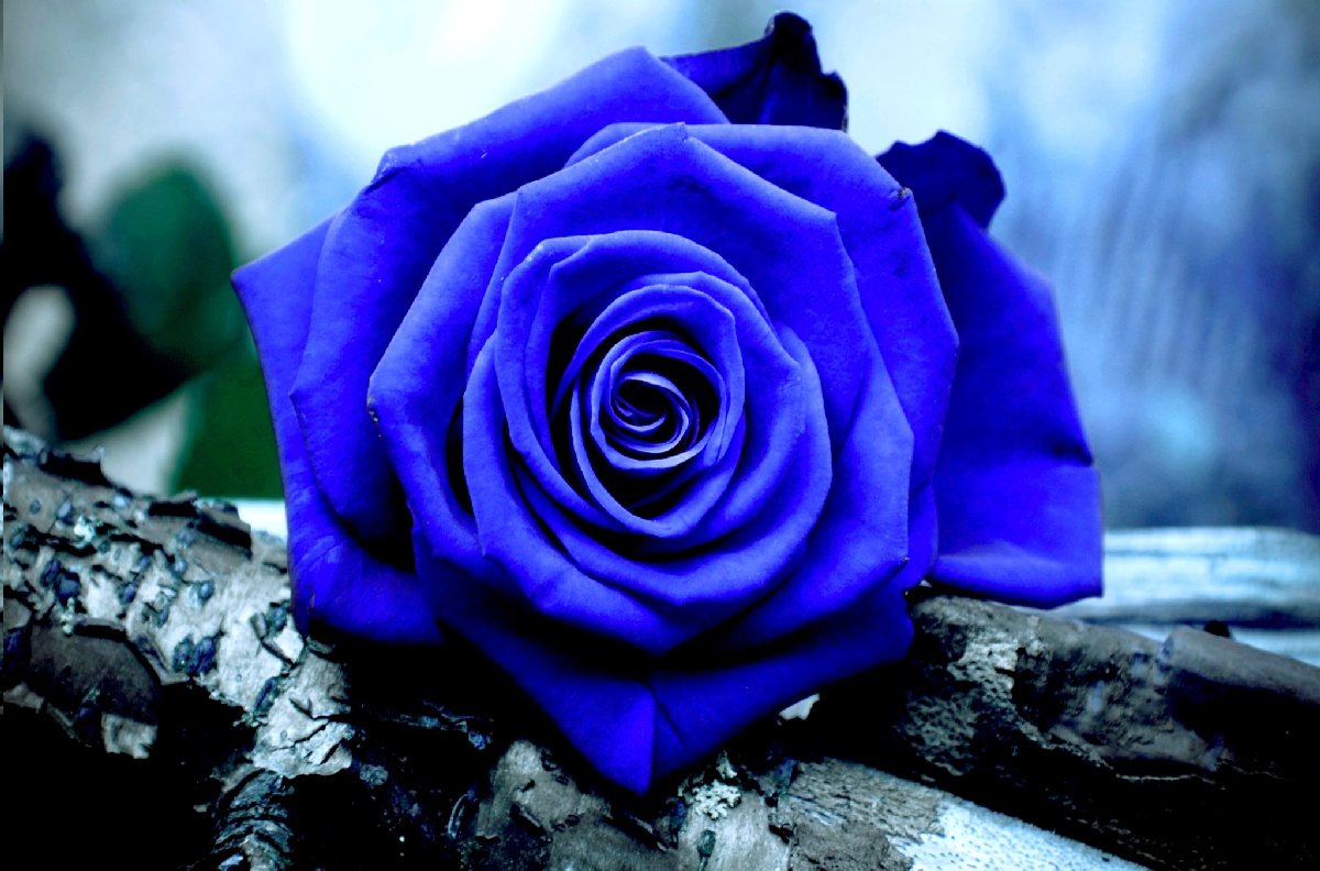 Blue Rose #13