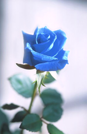 Blue Rose #7