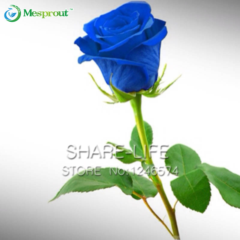 Blue Rose wallpapers, Video Game, HQ Blue Rose pictures | 4K Wallpapers