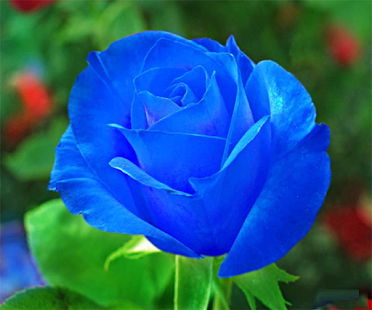 Blue Rose #2