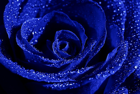 Blue Rose #5