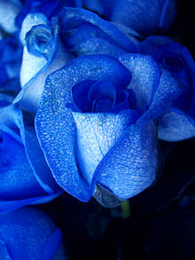 Nice Images Collection: Blue Rose Desktop Wallpapers