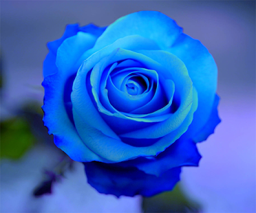 Blue Rose #8
