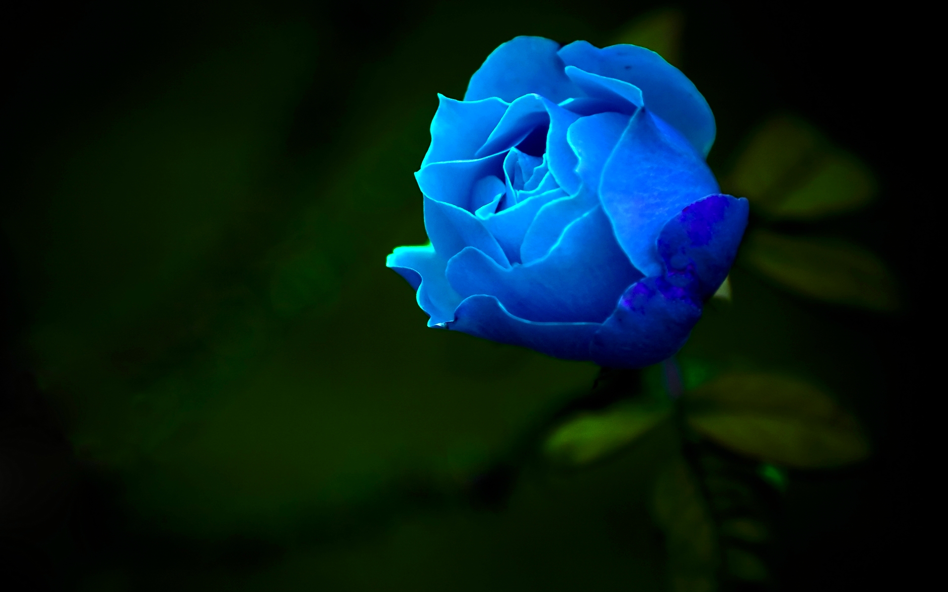 1920x1200 > Blue Rose Wallpapers