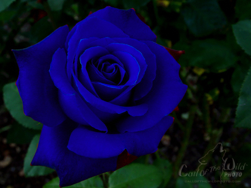 Blue Rose #3