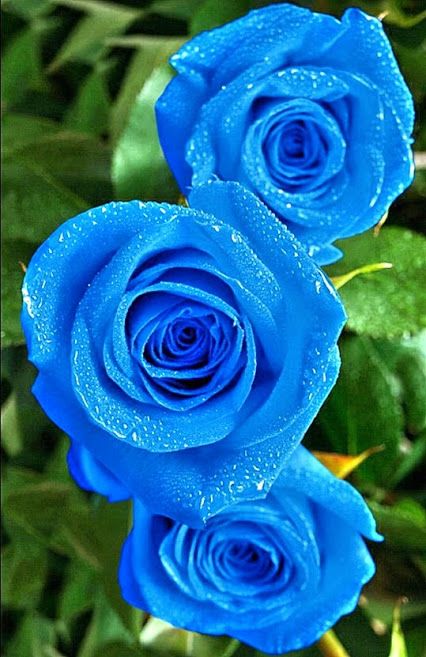 Blue Rose #6