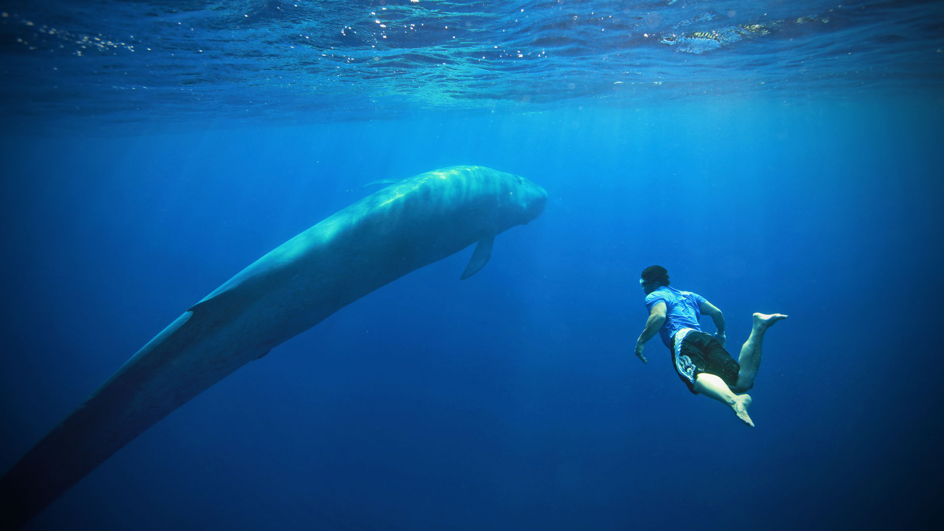HD Quality Wallpaper | Collection: Animal, 1920x1080 Blue Whale