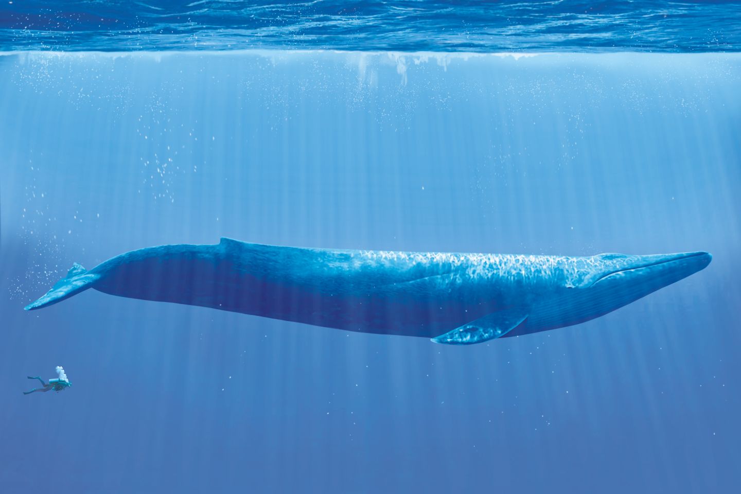 Blue Whale Pics, Animal Collection