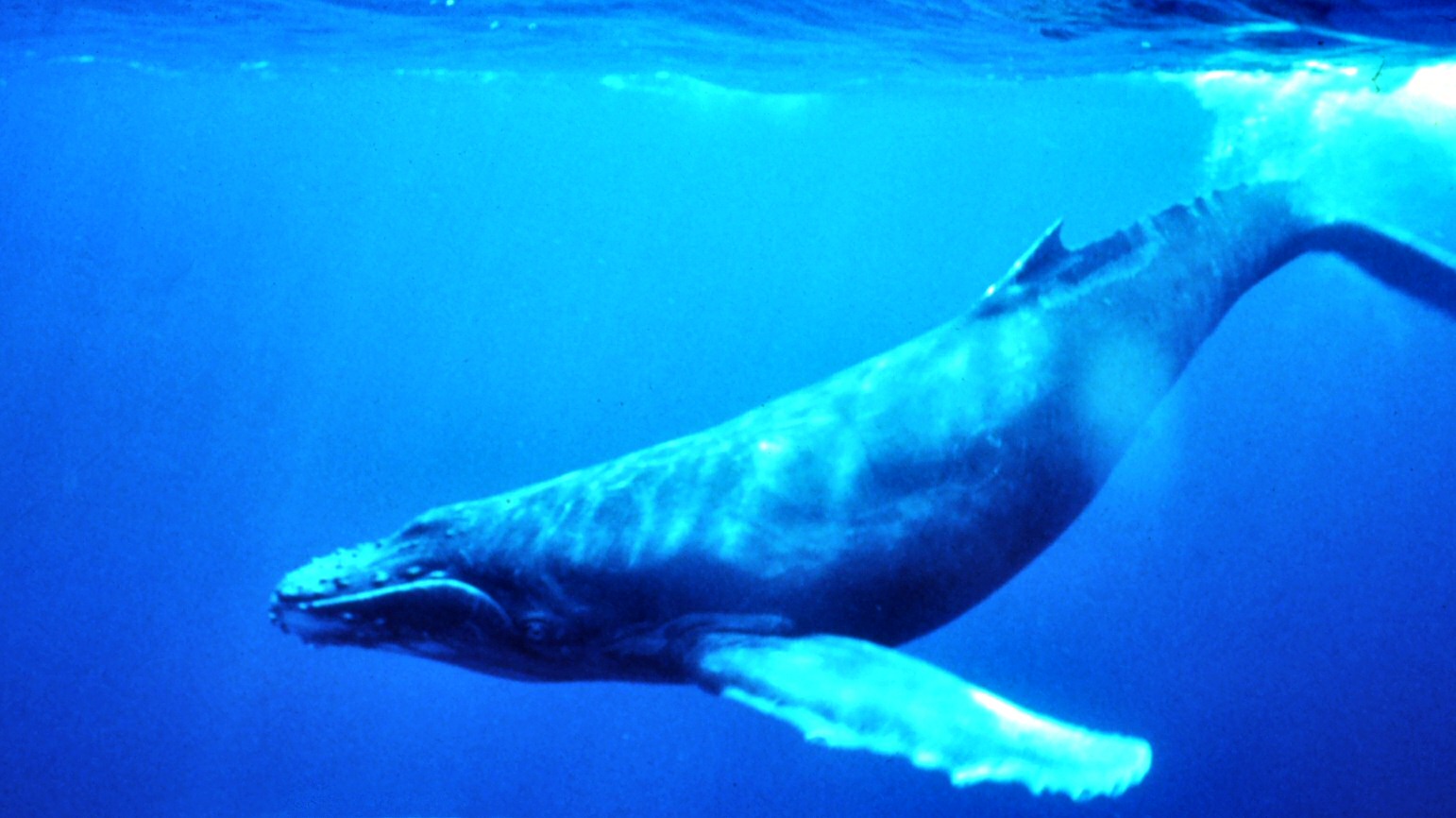 Amazing Blue Whale Pictures & Backgrounds