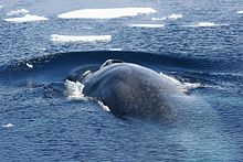 Nice wallpapers Blue Whale 220x147px