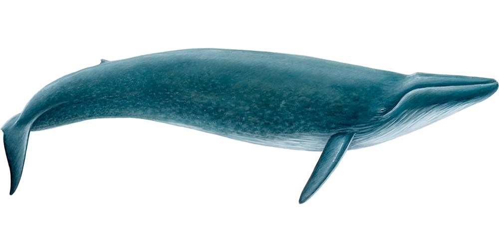 Blue Whale #22