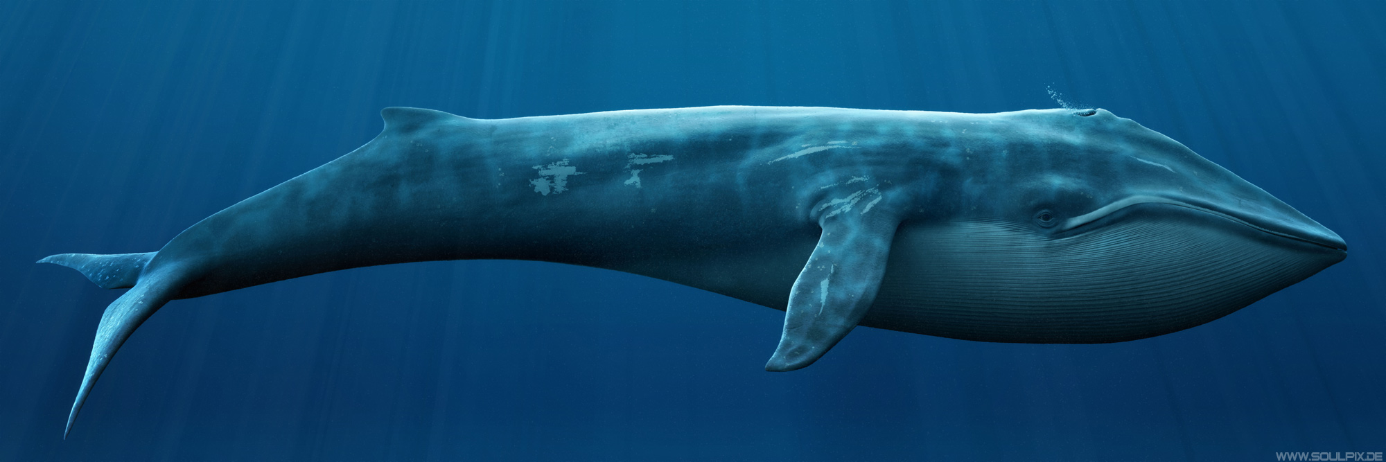 Blue Whale High Quality Background on Wallpapers Vista