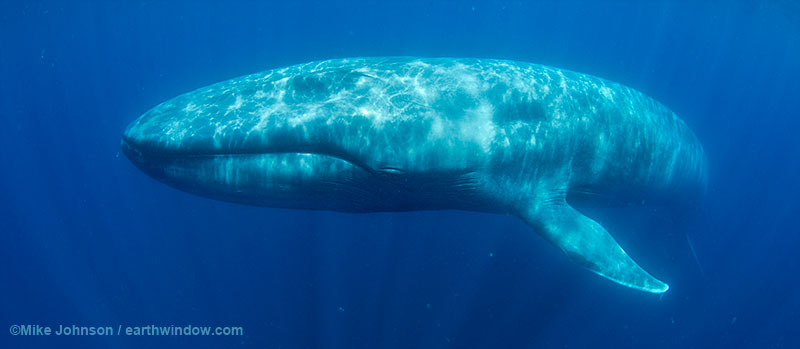 HQ Blue Whale Wallpapers | File 35.54Kb
