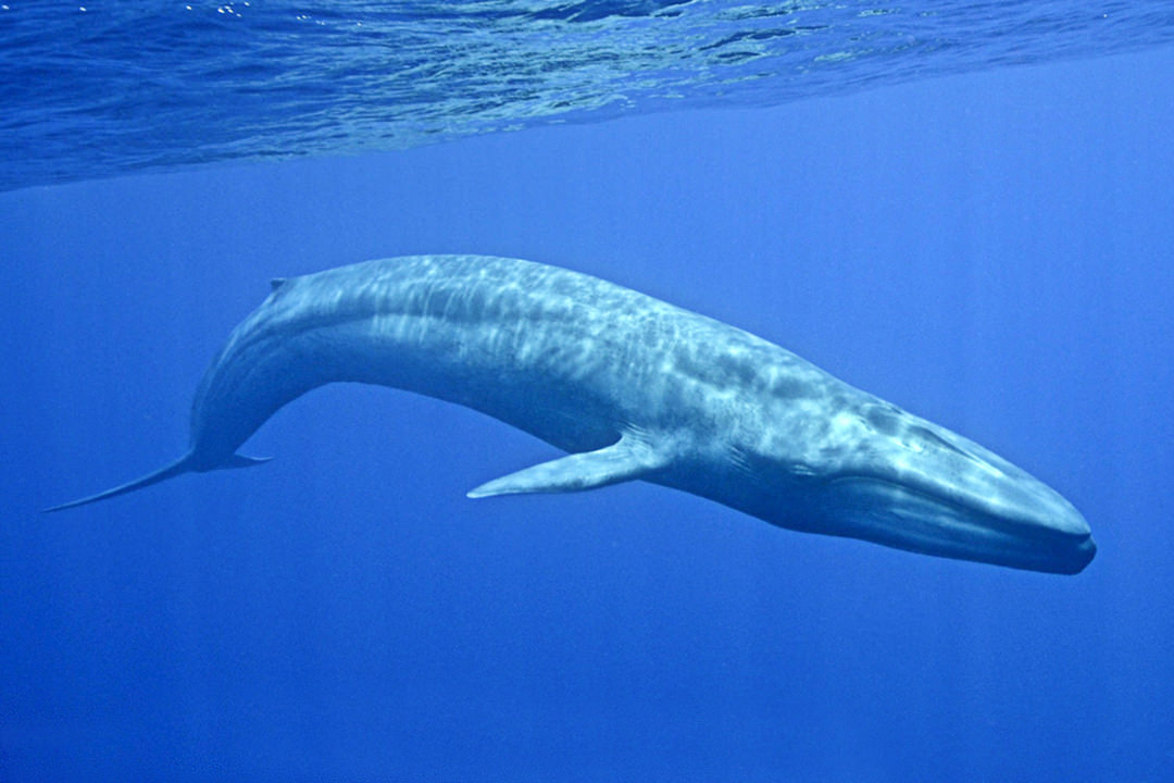 Blue Whale #14