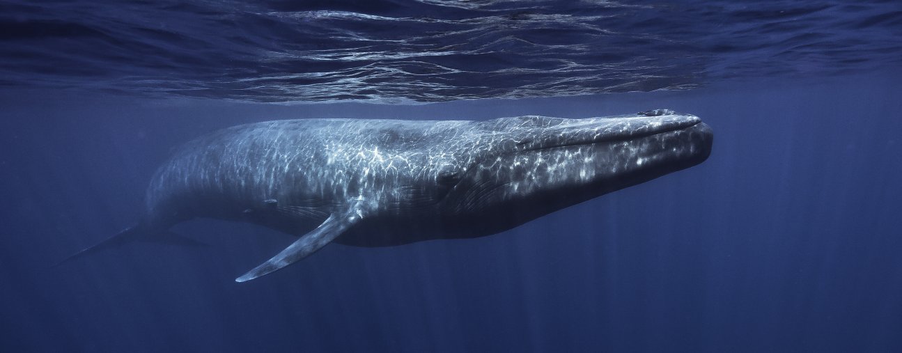 Amazing Blue Whale Pictures & Backgrounds