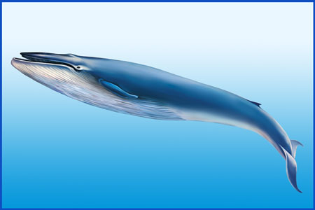 Blue Whale #15