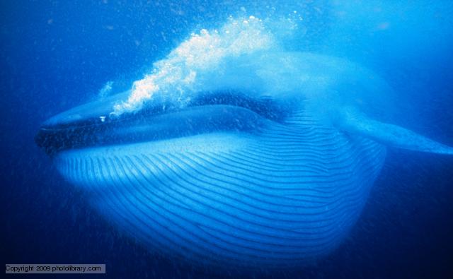 Blue Whale #11
