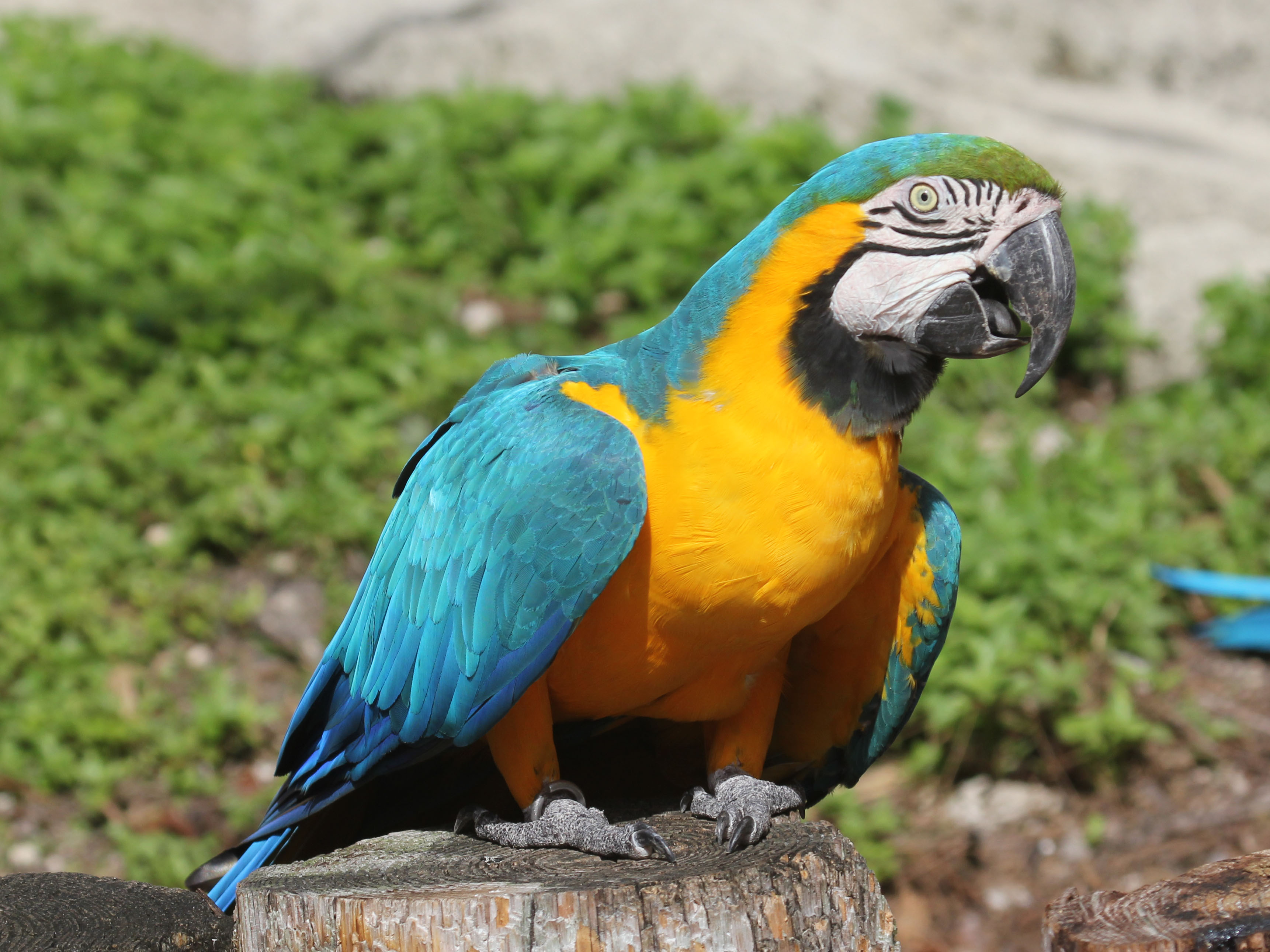 Blue-and-yellow Macaw Backgrounds on Wallpapers Vista