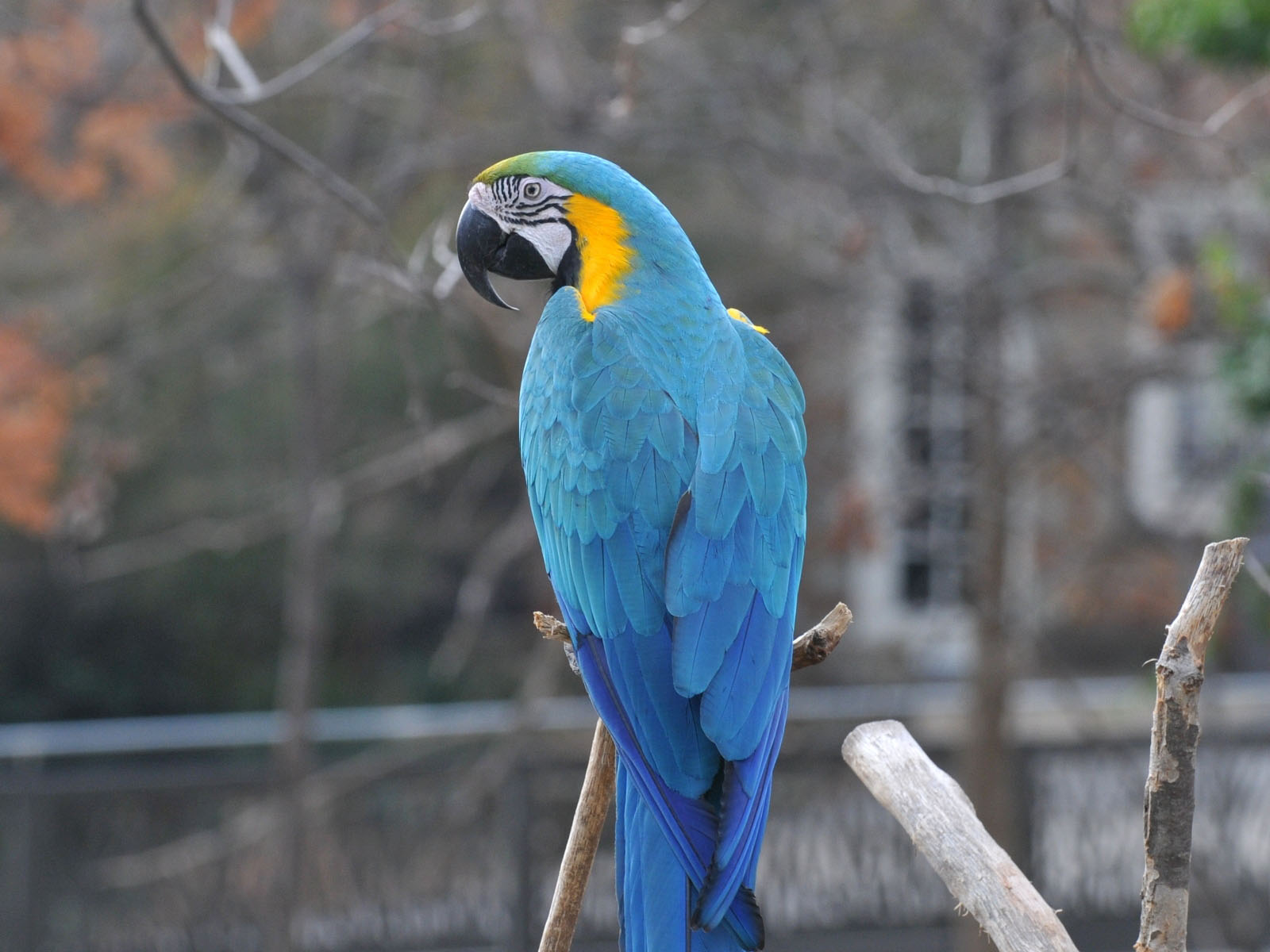 1600x1200 > Blue-and-yellow Macaw Wallpapers