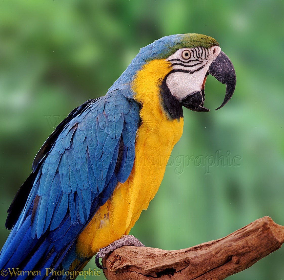 HD Quality Wallpaper | Collection: Animal, 1122x1104 Blue-and-yellow Macaw