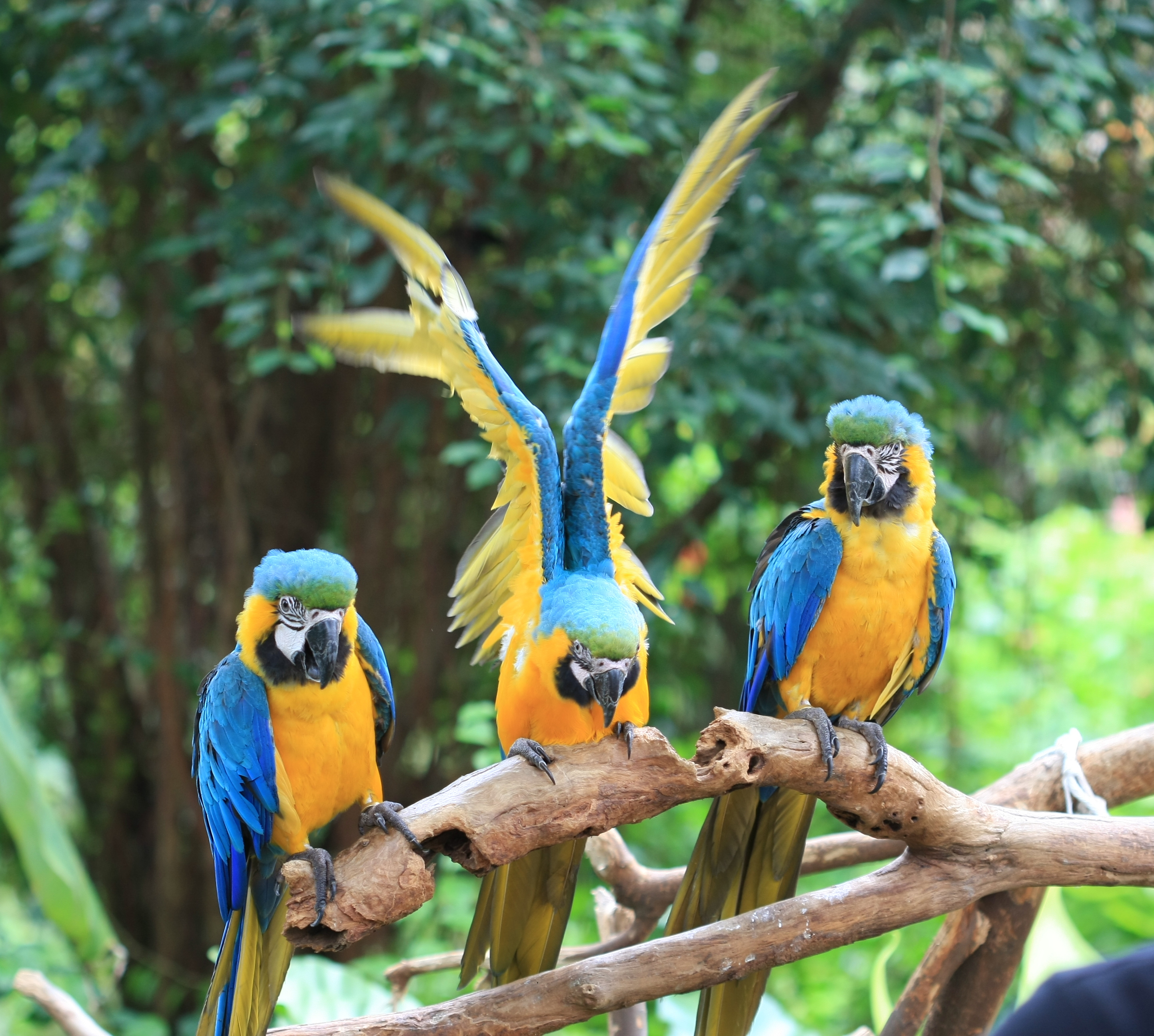 Nice Images Collection: Blue-and-yellow Macaw Desktop Wallpapers