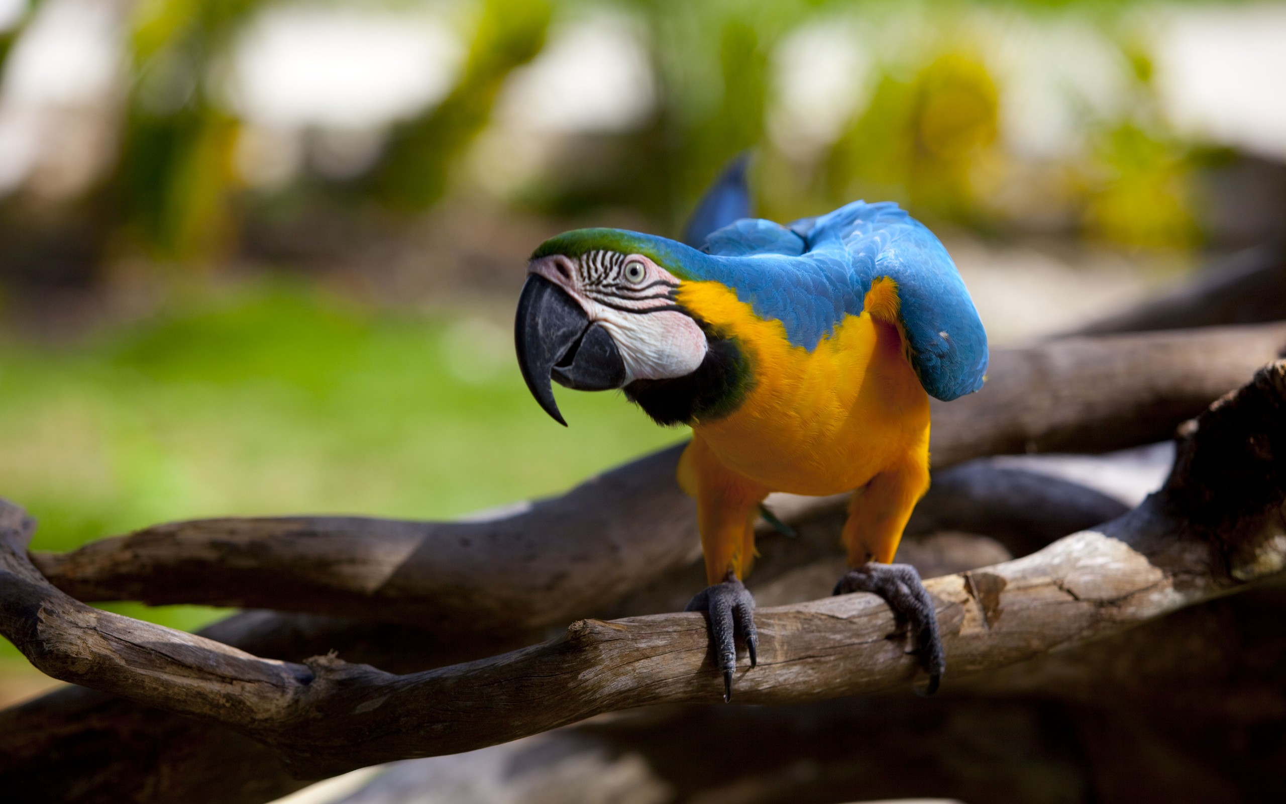 Blue-and-yellow Macaw Pics, Animal Collection