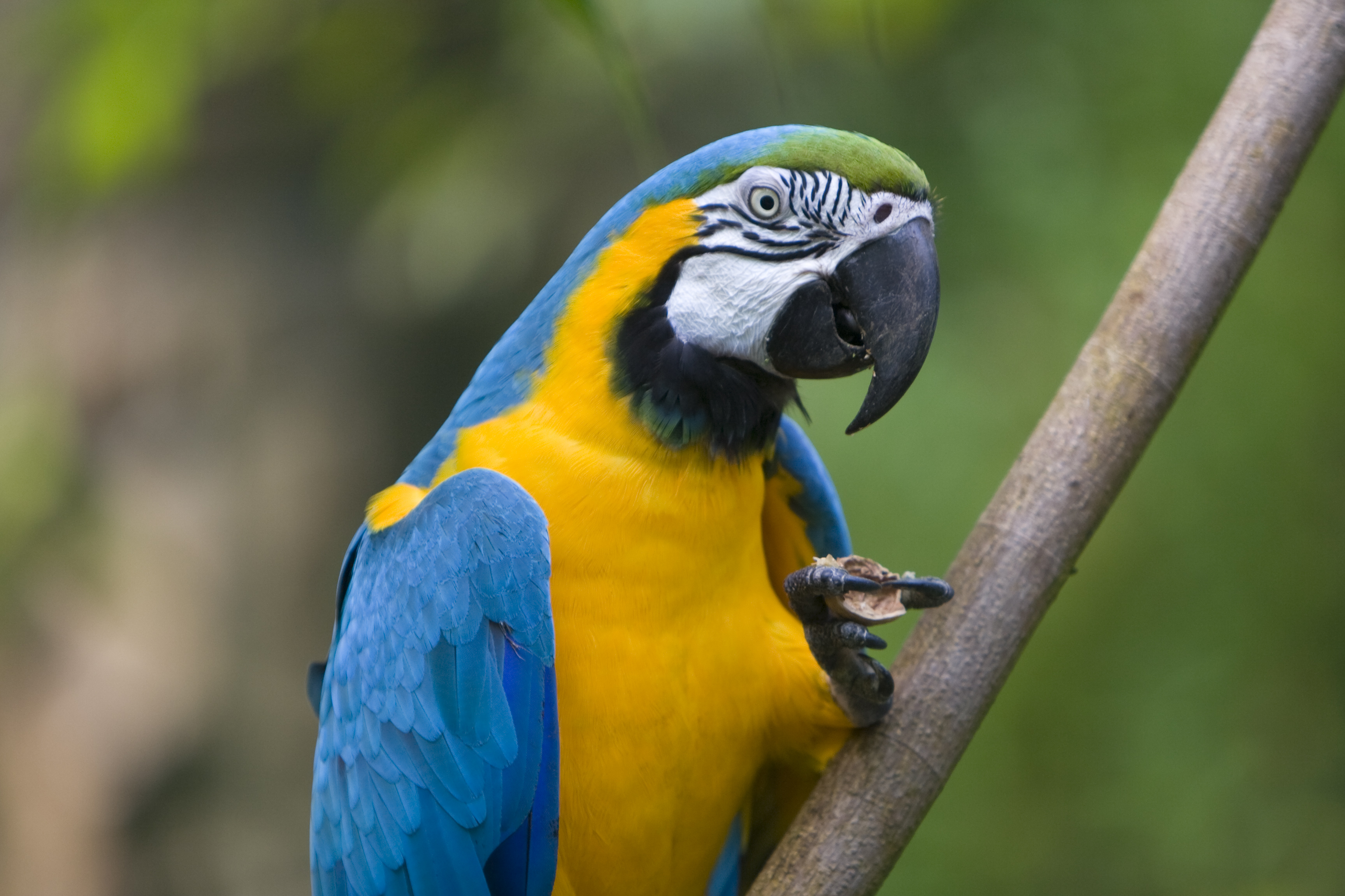 HD Quality Wallpaper | Collection: Animal, 3456x2304 Blue-and-yellow Macaw