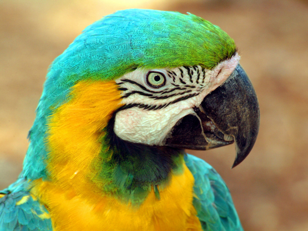 Blue-and-yellow Macaw High Quality Background on Wallpapers Vista