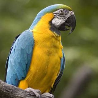 Blue-and-yellow Macaw Backgrounds, Compatible - PC, Mobile, Gadgets| 320x320 px