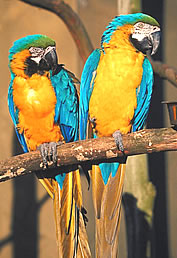 Blue-and-yellow Macaw Backgrounds on Wallpapers Vista