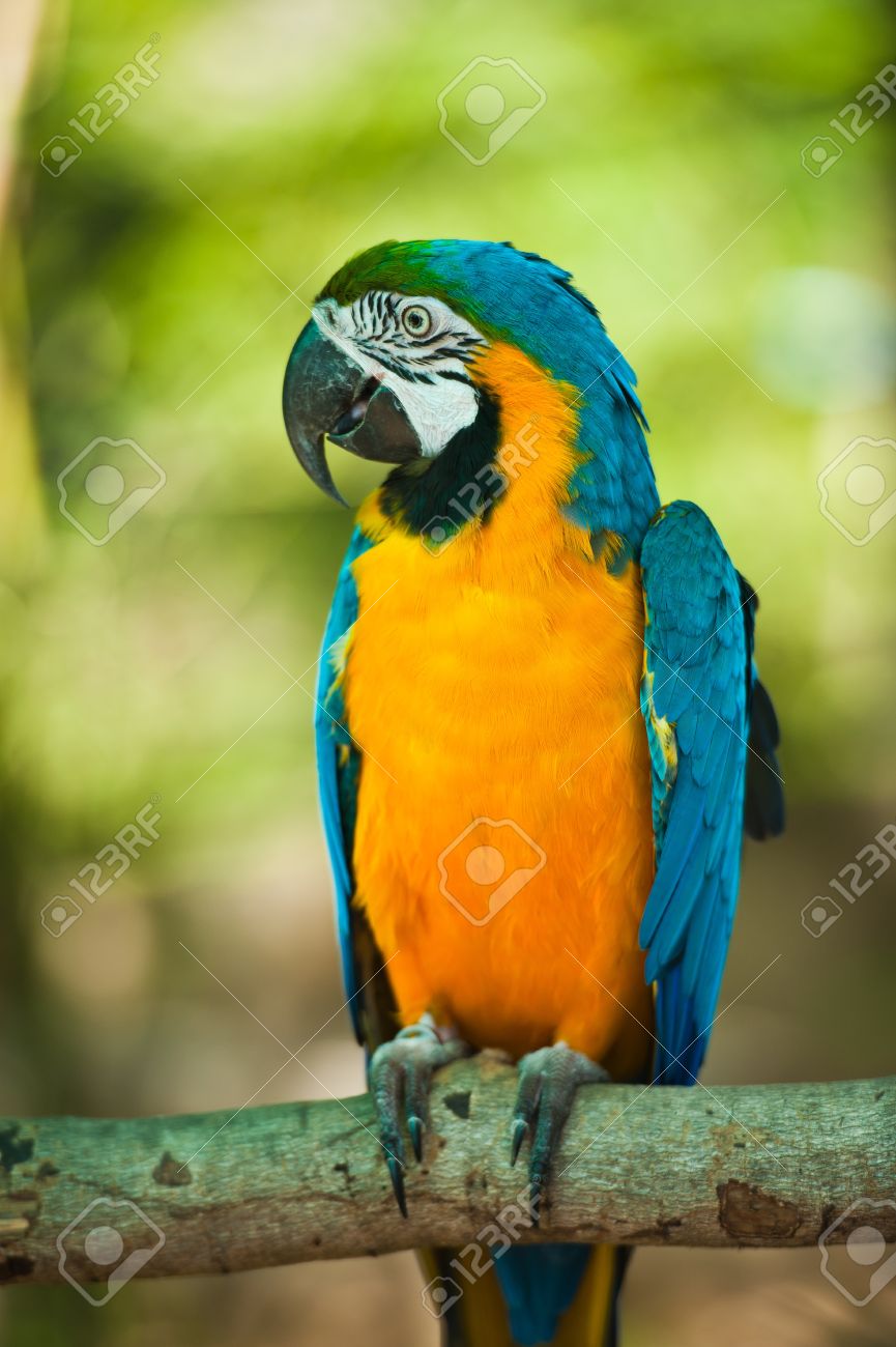 Images of Blue-and-yellow Macaw | 865x1300