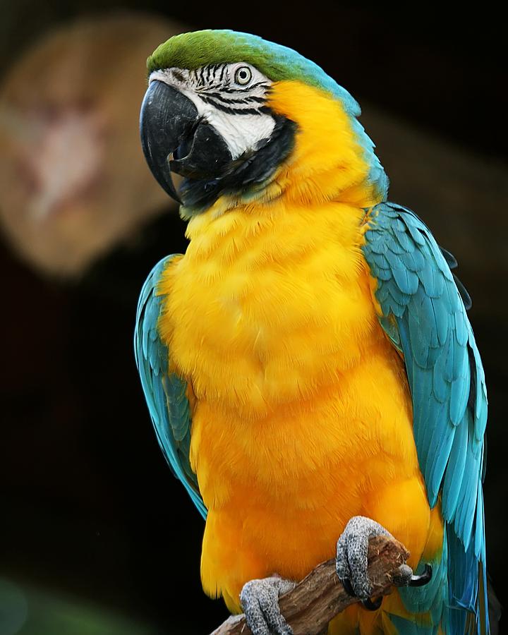 Amazing Blue-and-yellow Macaw Pictures & Backgrounds
