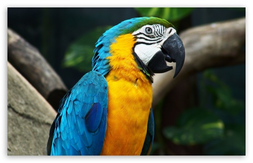 Blue-and-yellow Macaw HD wallpapers, Desktop wallpaper - most viewed