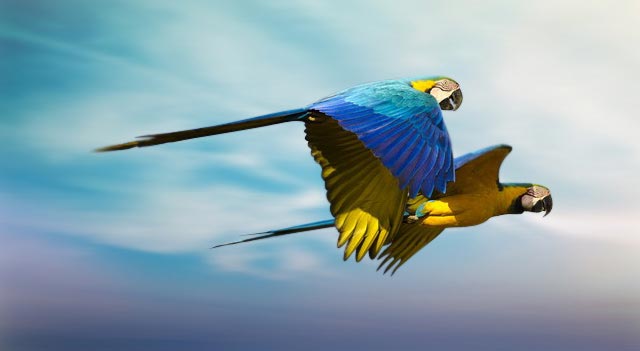 640x351 > Blue-and-yellow Macaw Wallpapers